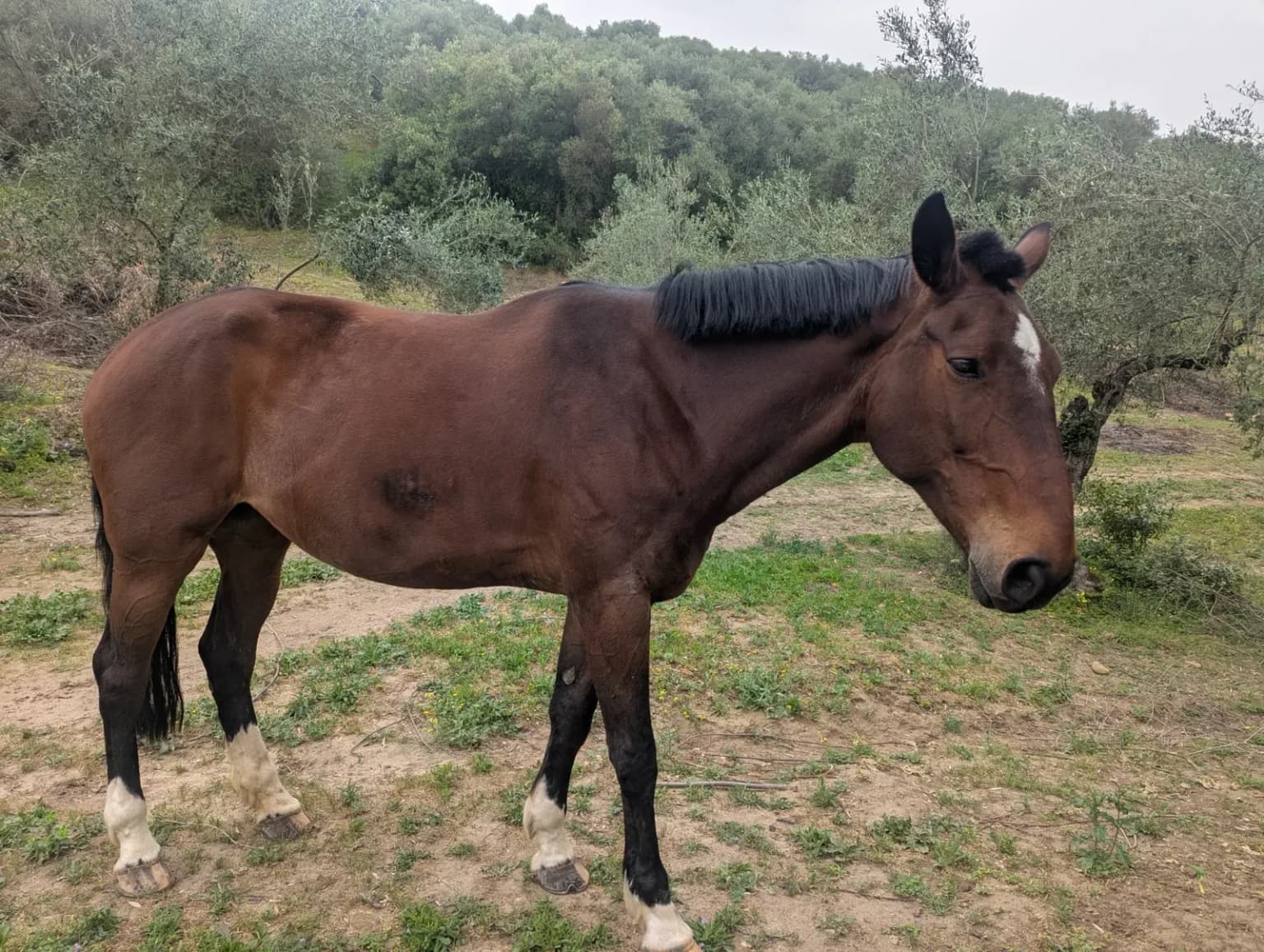 A brown horse standing in a dry field with trees and scrub behind it