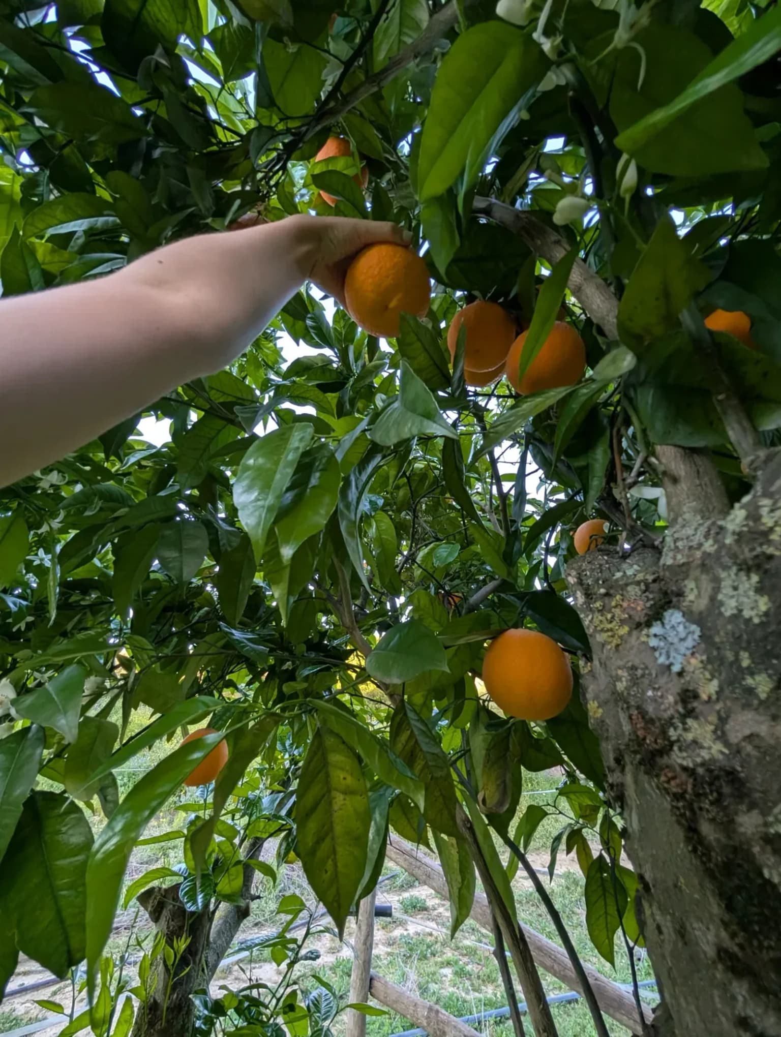 A hand reaching up to pick an orange from a tree heavy with fruit and glossy leaves