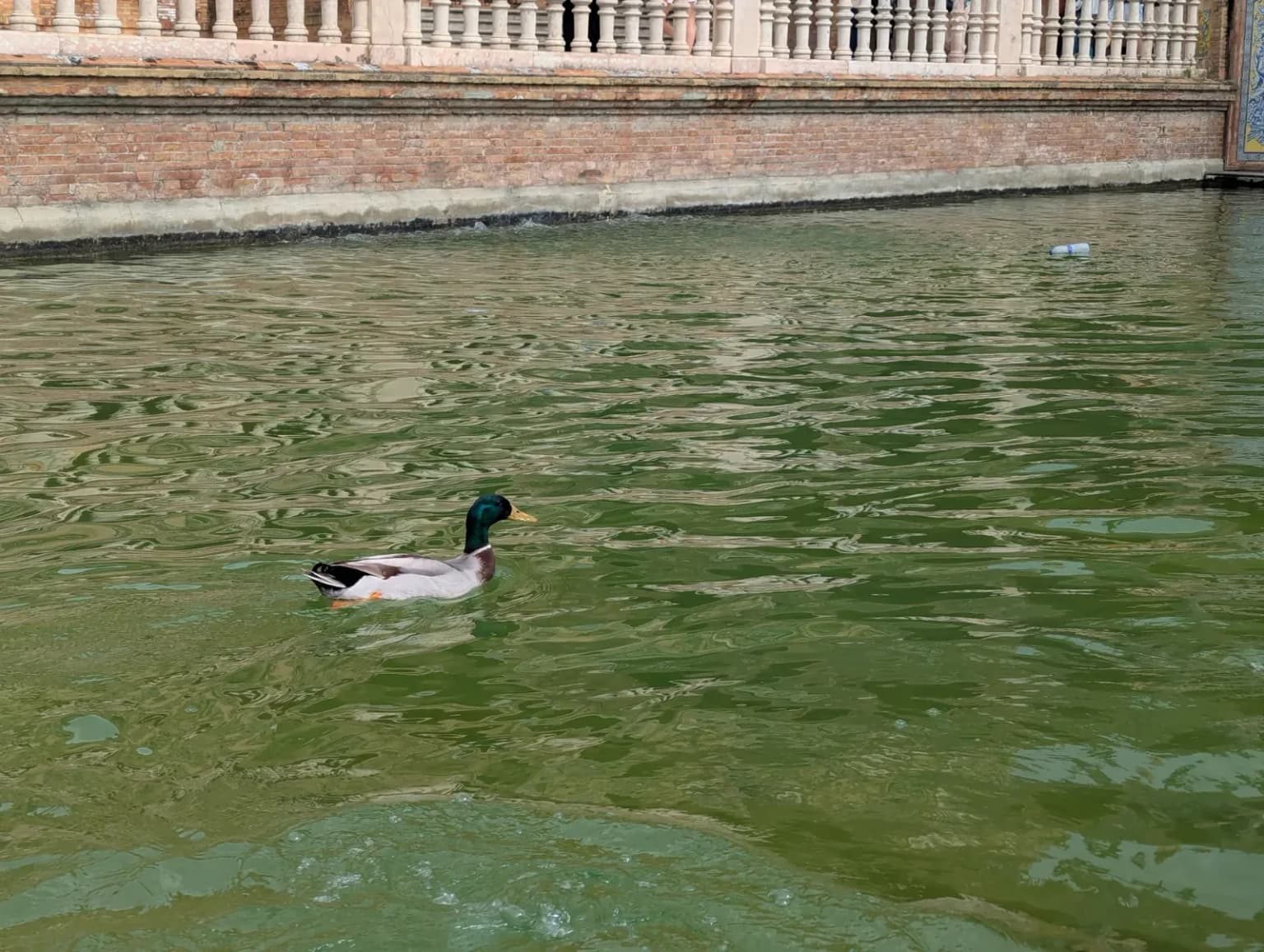 A mallard swimming on green canal water, with the base of a stone balustrade along the top of the frame